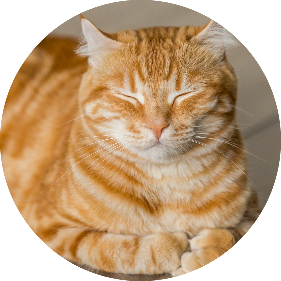 A Soul of a Cat